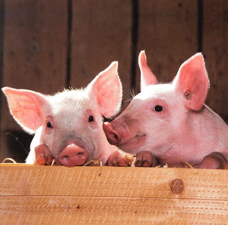 pig farm