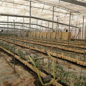 HCLO GENERATOR HYDROPONICS TOMATOES