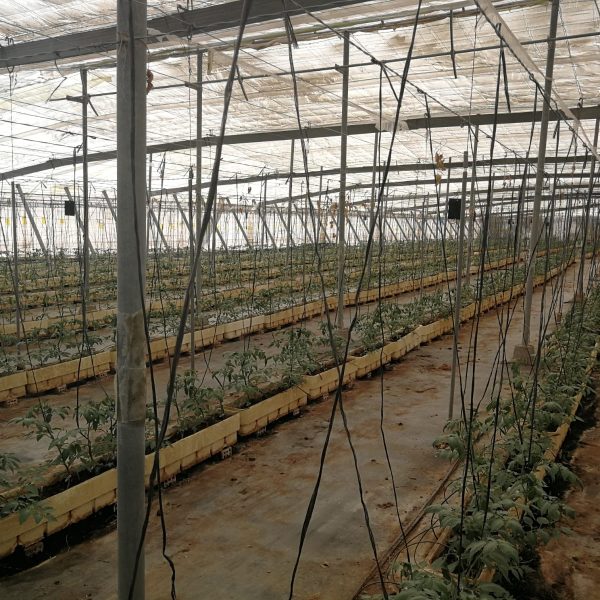HCLO GENERATOR HYDROPONICS TOMATOES.1