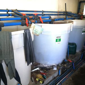 HCLO GENERATOR HYDROPONICS TOMATOES.2